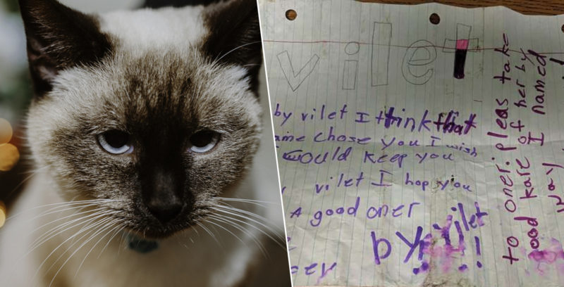 Chat siamois abandonné trouvé dans la rue avec une note au cœur brisé attachée à son collier rose