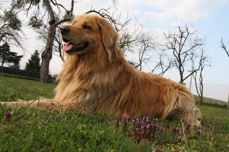 La fille a adopté un petit chiot, mais quand le chien a grandi, il est devenu plus grand que le propriétaire