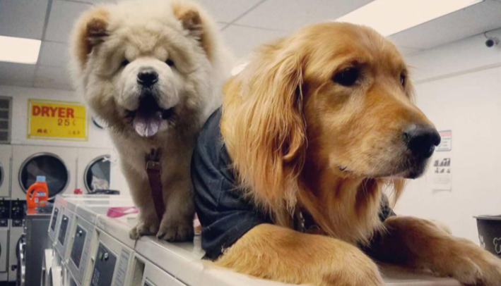 Le chien qui travaille à la laverie n’arrête pas de faire la sieste sur toutes les machines