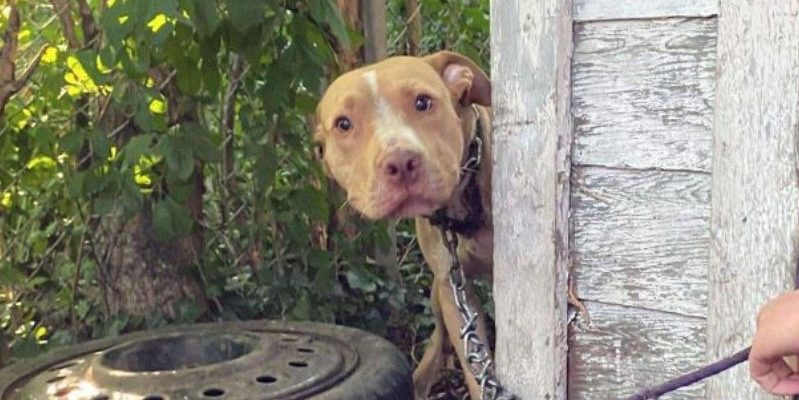 Le sauvetage d’un chien laissé qui n’attendait que de l’amour et un foyer