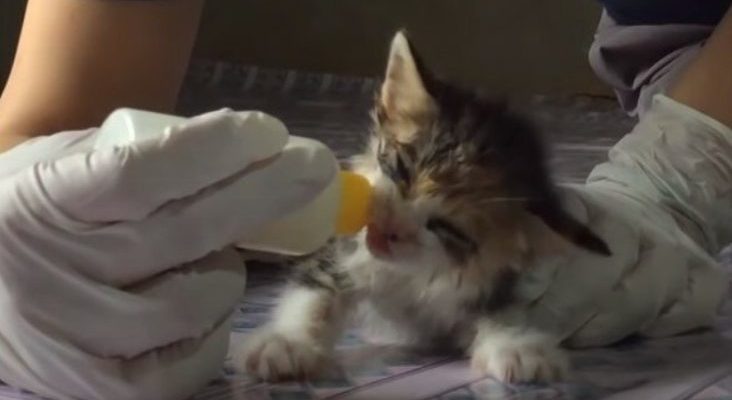 Un petit chaton a été jeté à l’eau, mais il a survécu, a grimpé sur un rocher et a appelé à l’aide