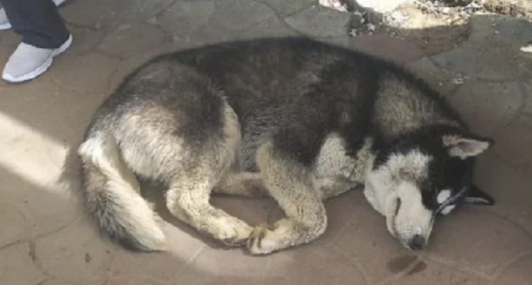 Pendant 3 semaines, les gens ont juste pris des photos du husky allongé à l’arrêt de bus et sont passés à côté