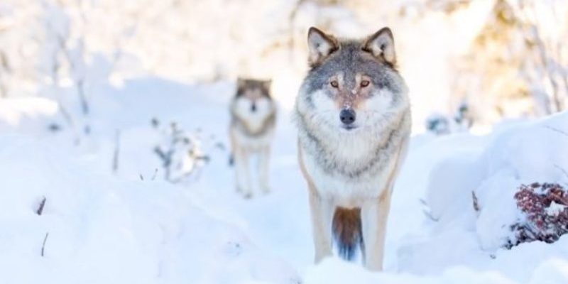 Le garçon a sauvé le loup et l’a nourri pendant une semaine