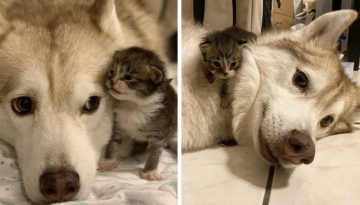 Les quatre chats adoptés aiment leur chien comme leur mère et refusent de le quitter