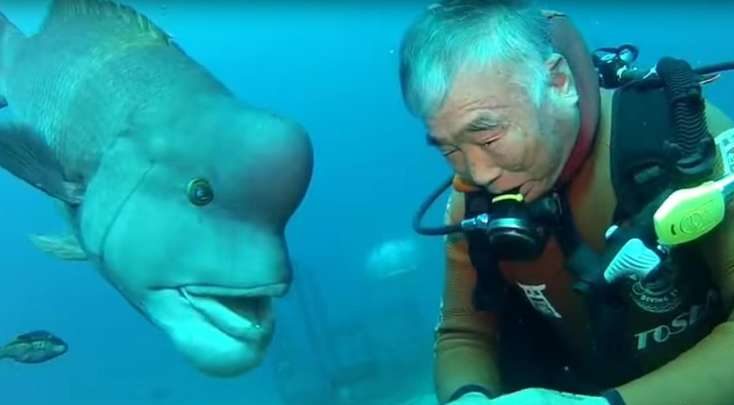 Un plongeur japonais rend visite à son meilleur ami depuis plus de 25 ans