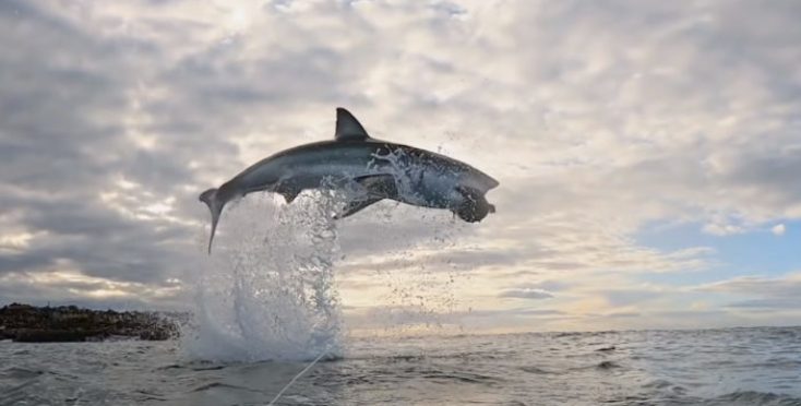 Le grand requin blanc est devenu viral et battu tous les records connus