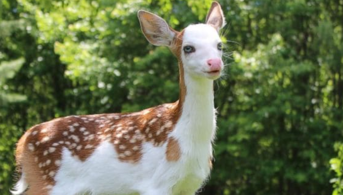 Un bébé cerf à face blanche très unique a été sauvé après avoir été abandonné par sa mère