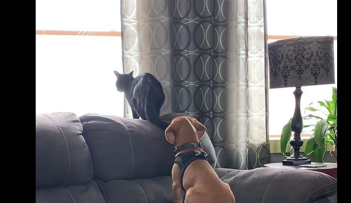 Un chiot saute sur le canapé pour regarder par la fenêtre avec son ami chat