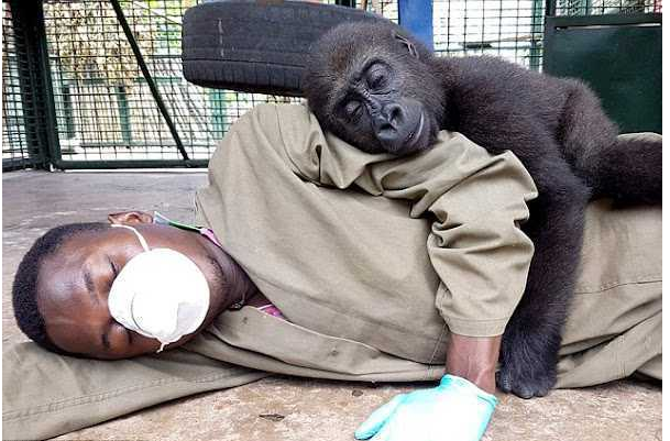 Un gorille orphelin demande à être câliné par son soignant après avoir été secouru