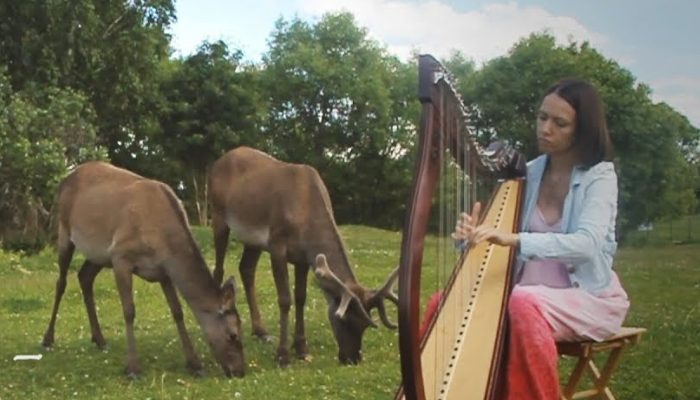 C’est comme dans un film: une jeune femme jouant de la harpe attire de jeunes cerfs vers elle.