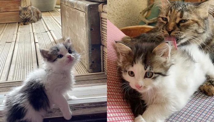 Lorsqu’un chaton est trouvé dans la maison, un chat essaie d’attirer son attention et ses soins