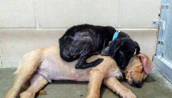 Deux chiots ont trouvé sécurité et réconfort dans l’amitié qui leur a sauvé la vie