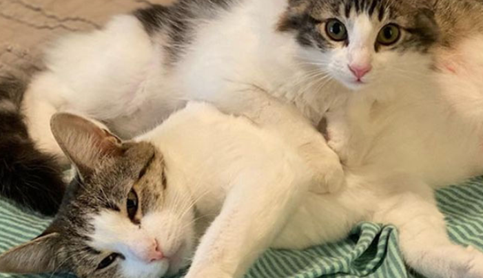 Un chat demande de l’aide à une femme pour que ses chatons aient une vie meilleure