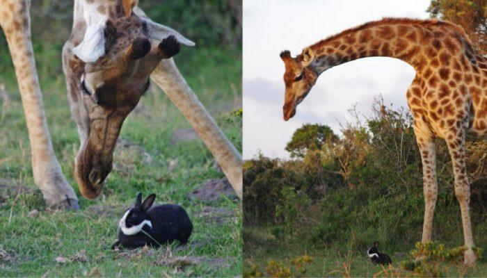 Une girafe rencontre un lapin et choisit de le garder comme copain