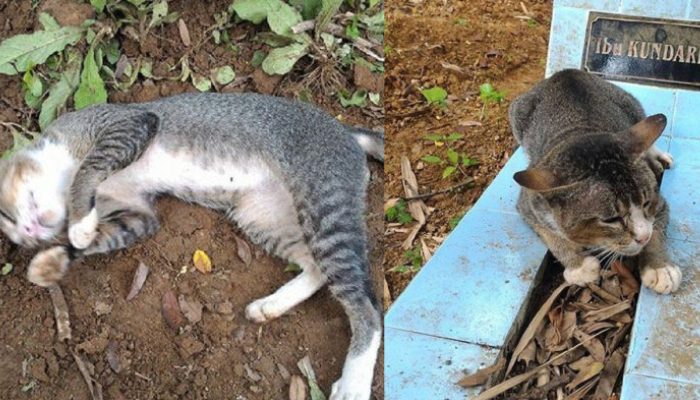 Après un an de visites régulières, le chat ne lâchera pas son maître