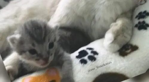 C’est une histoire incroyablement émouvante։ un chat au cœur brisé après avoir perdu ses enfants adopte un chaton orphelin comme le sien