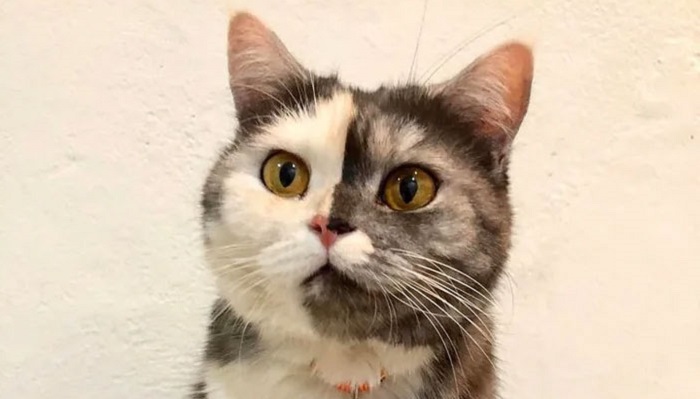 Ce chat au double visage a captivé le monde entier