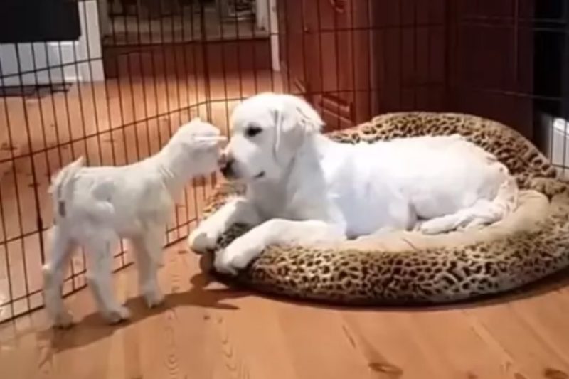 Le chiot rencontre un bébé chèvre pour la première fois et perd la tête: il était tellement excité