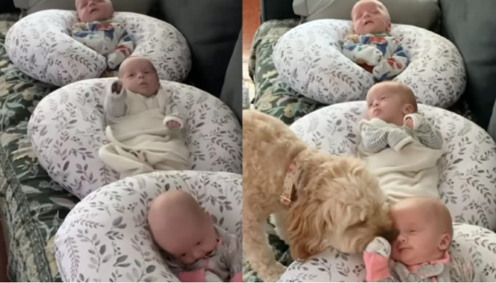 Sunny, un Goldendoodle, adore les triplés de son propriétaire