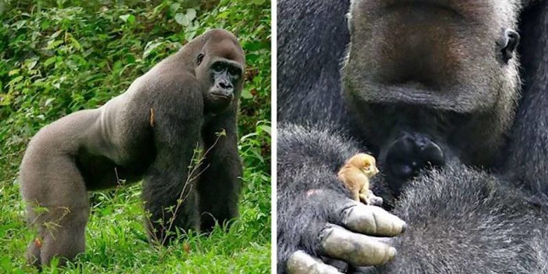 Le gorille géant Bobo se lie d’amitié avec un tout petit animal