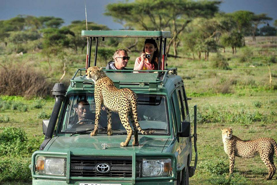 Guépard sauvage adulte dans un véhicule de safari