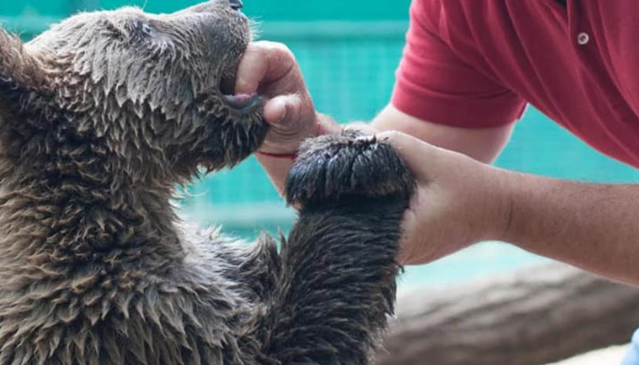 Un zoo ukrainien envisage d’abattre des animaux pour éviter qu’ils ne s’échappent