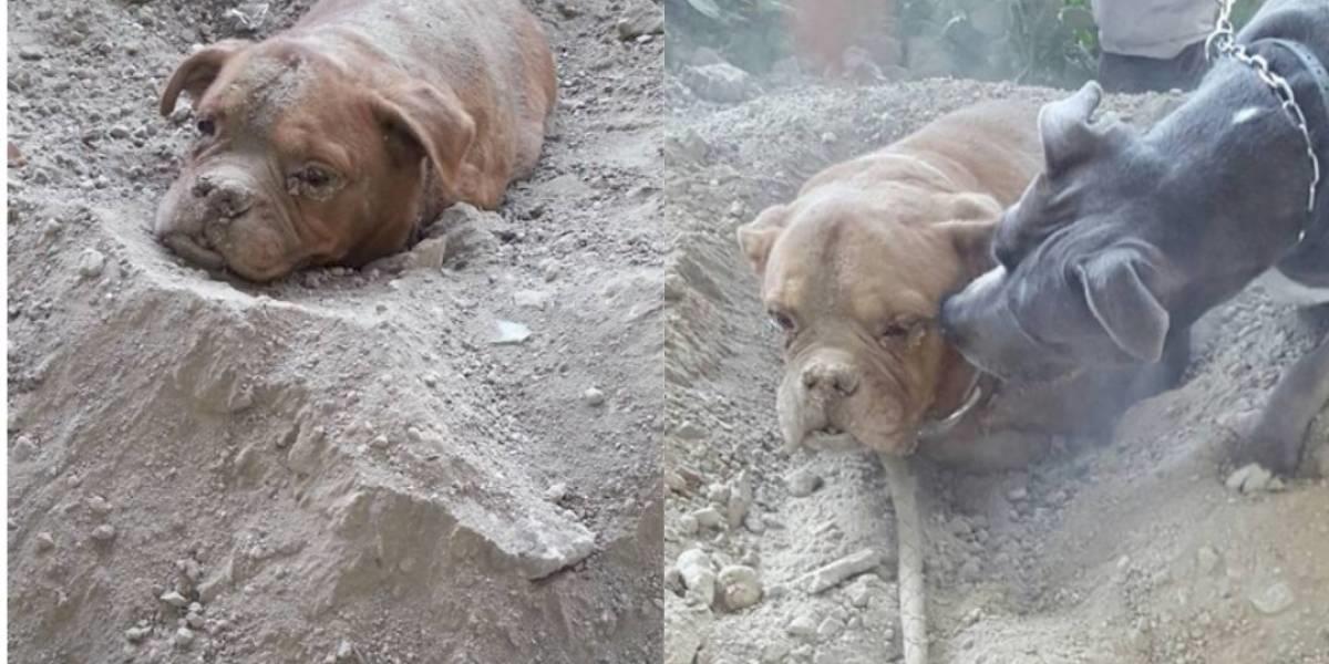 Un homme gentil sauve un mastiff qui a été enterré dans la terre et laissé mourir