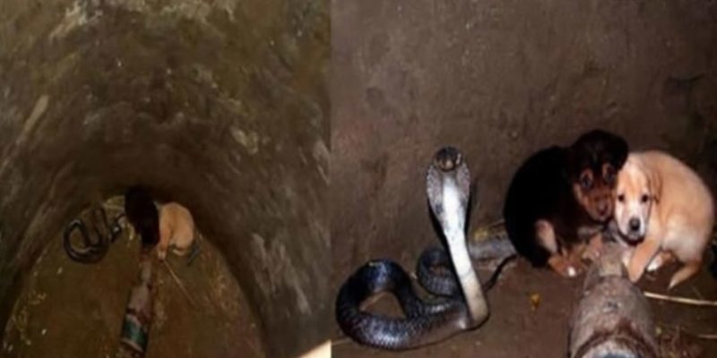 Un sympathique cobra venimeux est venu au secours de chiots jetés dans un puits