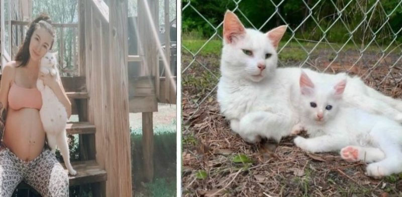 Une femme enceinte a rencontré un chat enceinte et s’est rendu compte que c’était un signe spécial