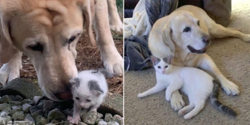 Un chien âgé prend en charge un chaton sans abri et le transforme en un beau chat