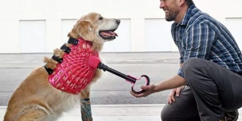 Cet homme aidera des milliers d’animaux à marcher