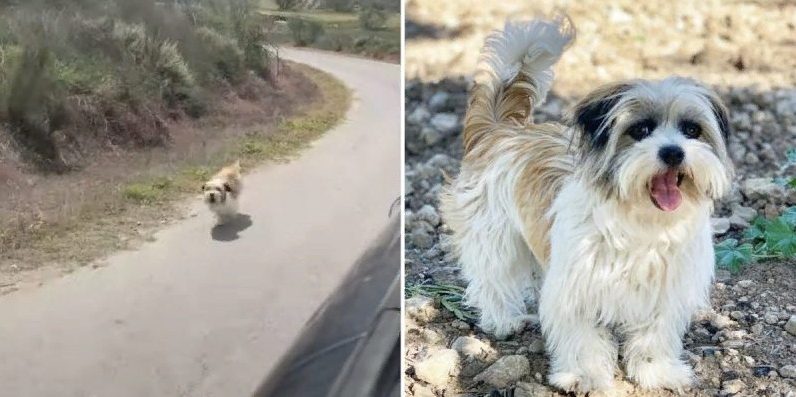 Un couple a adopté un chien errant qui poursuivait inlassablement leur van en Espagne