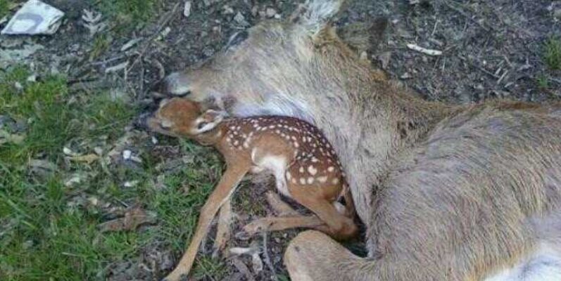 Le cerf était allongé à côté de sa mère, rêvant qu’elle serait ressuscitée