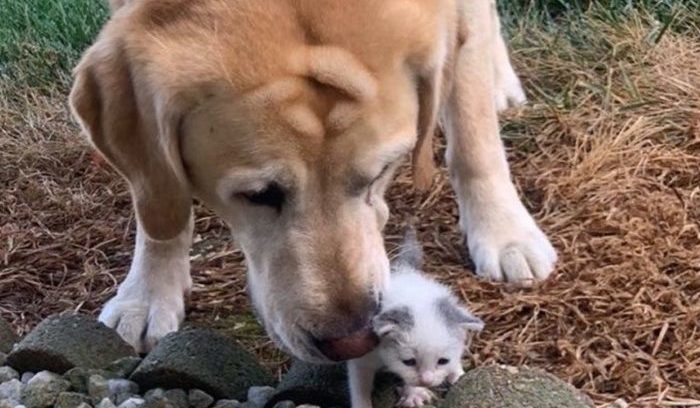 Un chien voit un chat orphelin et ils font tout ensemble maintenant