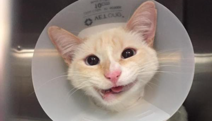 Ce chat a une mâchoire tordue mais cela ne l’empêche pas de sourire