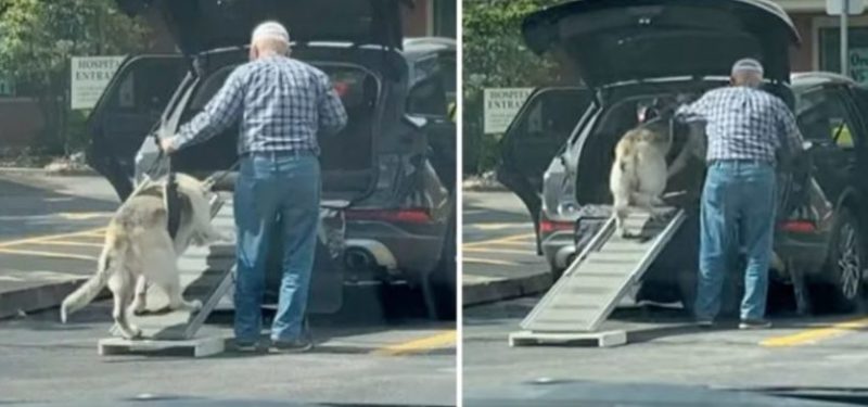 Une rampe pour aider un chien âgé à monter dans la voiture