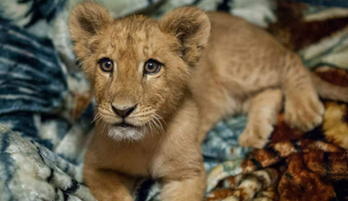 Le bébé lion sauvé dort toujours avec sa couverture depuis qu’il est bébé