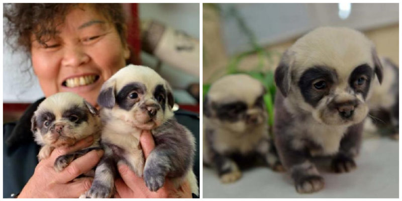 Un chien bâtard moyen de Chine a donné naissance à des chiots qui ressemblaient incroyablement à des pandas