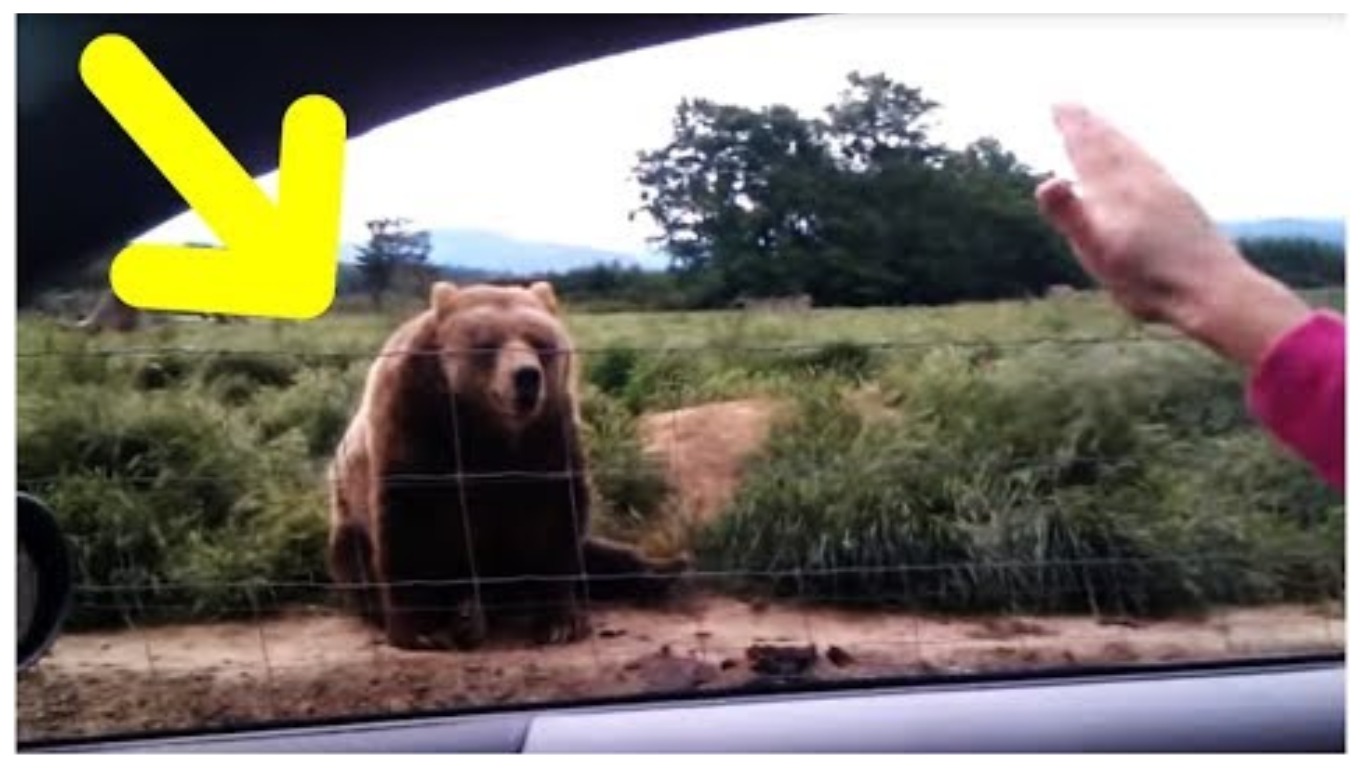 Une femme fait signe à un ours depuis sa voiture – regardez sa réponse inattendue 1 seconde plus tard