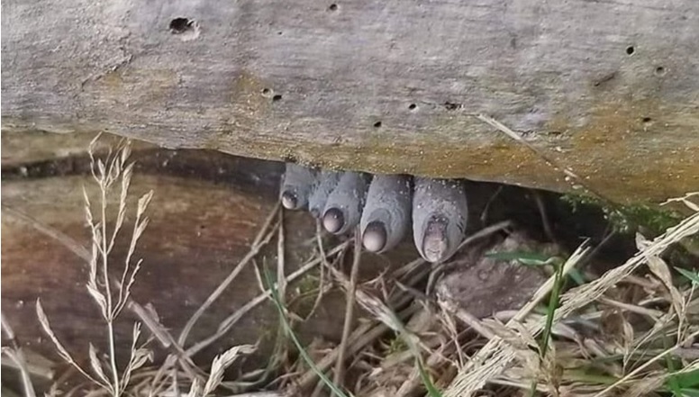 Le champignon « doigts de l’homme mort » est aussi effrayant qu’il en a l’air