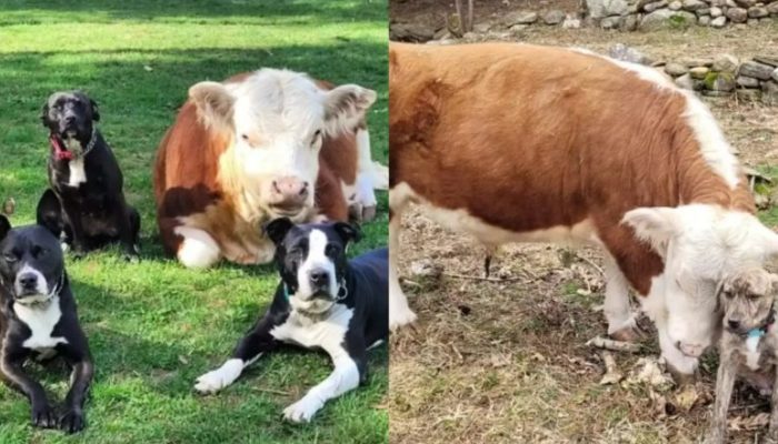 Lorsqu’un troupeau de chiens perd son troupeau, il accueille une petite vache et l’élève comme le sien