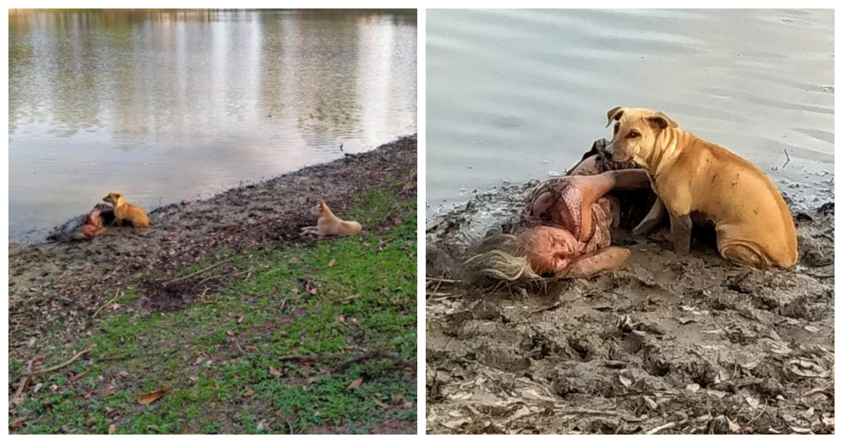 Des chiens errants trouvés protégeant une femme âgée aveugle qui était tombée dans la boue