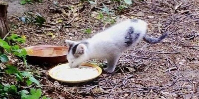 Eine Frau ging in den Garten, um Straßenkatzen zu füttern, und fand ein Kätzchen, dem nur noch seine Vorderpfoten fehlten.