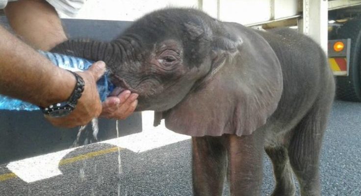 De gentils conducteurs sauvent un bébé éléphant assoiffé du bord de la route