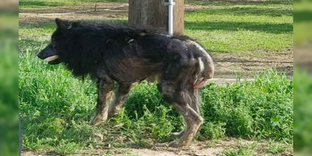 Un « loup-garou » reste sur le bord de la route pendant des mois : puis un étranger s’approche et voit l’impensable