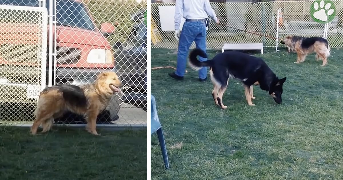 Une chienne qui n’avait jamais reçu de câlin est sauvée d’une meute sauvage – son amie animale montre alors que l’amour peut faire des miracles