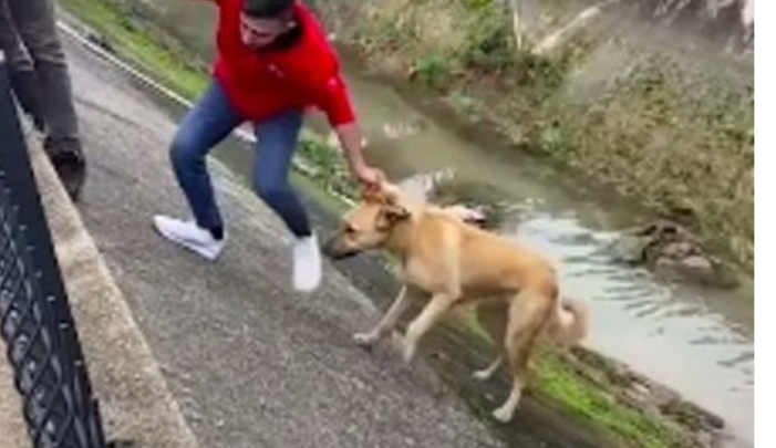 Grâce à ces gentilles personnes, le chien est à nouveau sain et sauf