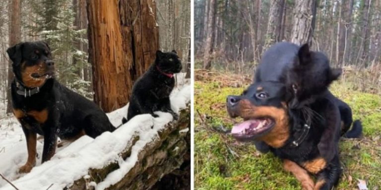 Panther a abandonné son petit, et maintenant il grandit avec une gentille femme et son Rottweiler