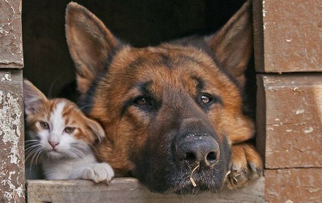 Personne ne voulait connaître ce minou, mais son gros chien l’a hébergée dans sa cabane