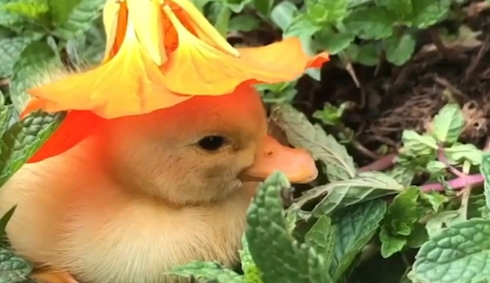 Le mignon bébé canard s’est endormi avec un chapeau de fleurs sur la tête